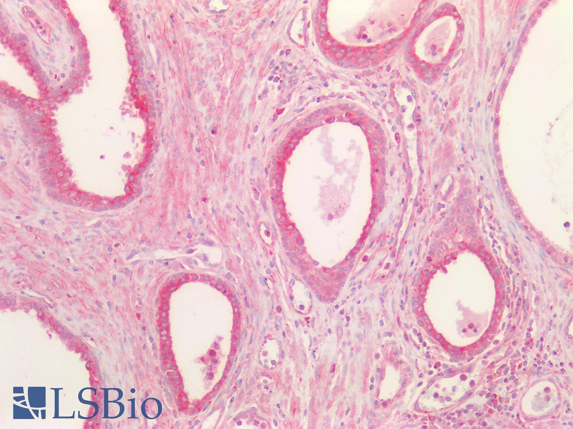 IHC-plus™ CD95 / FAS Antibody (aa281-330)