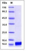 Mouse IL17 Protein (Recombinant)