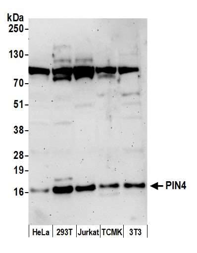 PIN4 Antibody (aa1-50)