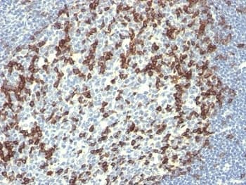 PDCD1 / CD279 / PD-1 Antibody (clone PDCD1/922)
