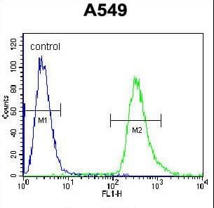 IHC-plus™ HSP90B1 / GP96 / GRP94 Antibody (aa460-487)