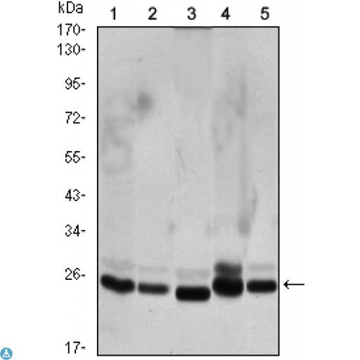 CBX1 / HP1 Beta Antibody