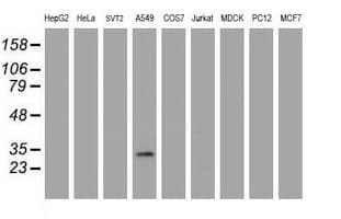ZFAND5 Antibody (clone OTI5H8)