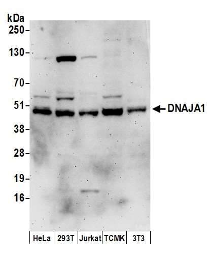 Polyclonal Rabbit anti-Human DNAJA1 / HDJ2 Antibody (aa250-300, WB)