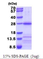 Human CHRNA3 Protein (Recombinant His)