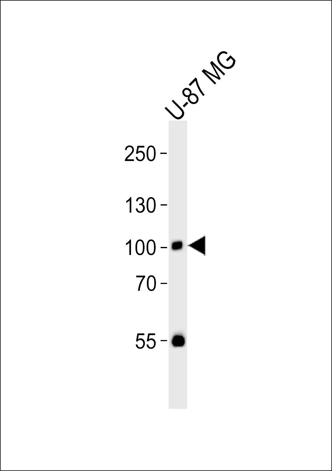 RIN1 Antibody (Tyr36)