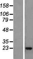 IL22 Protein (Over-Expression Lysate Myc-DDK (Flag))