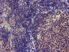 CHCHD5 Antibody (clone OTI4F3)