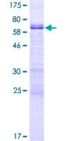 Human MAGEB4 Protein (Recombinant GST)