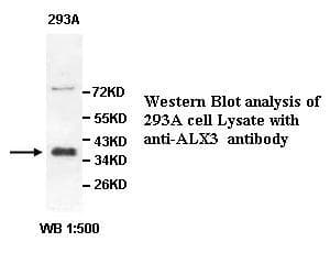 ALX3 Antibody