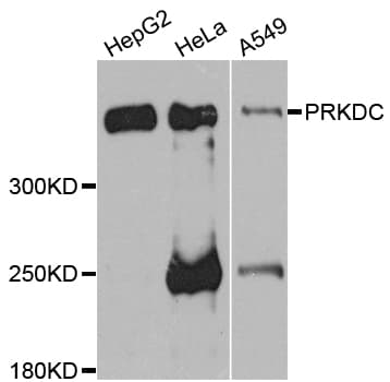 Polyclonal Rabbit anti-Human PRKDC / DNA-PKcs Antibody (IHC, WB)