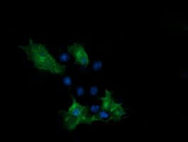 PCDH7 Antibody (clone OTI1F7)