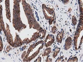 NUDT6 Antibody (clone OTI9D12)