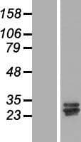 CCDC134 Protein (Over-Expression Lysate Myc-DDK (Flag))