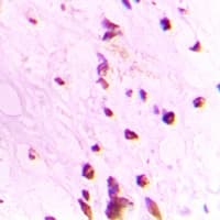 HIST3H3 Antibody