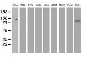 Dipeptidyl Peptidase 3 / DPP3 Antibody (clone OTI 3B5, Carrier-free)