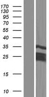 CT45A3 Protein (Over-Expression Lysate Myc-DDK (Flag))