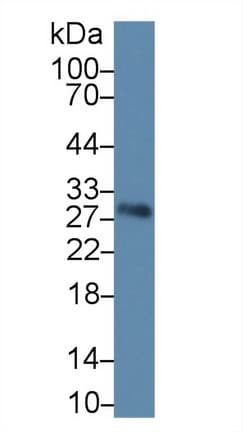 ERP29 Antibody (aa42-173, APC)