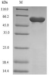 Human POLM / DNA Polymerase Mu Protein (Recombinant 10His, N-terminus)