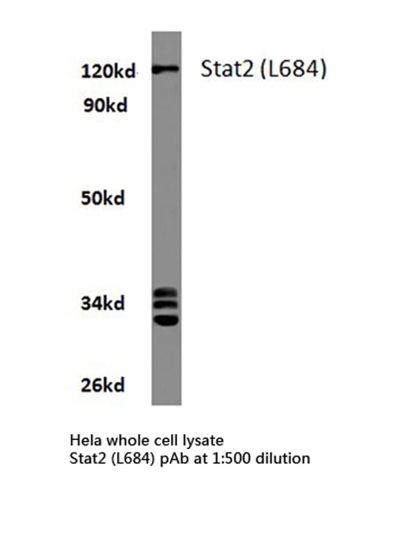 STAT2 Antibody (Leu684)