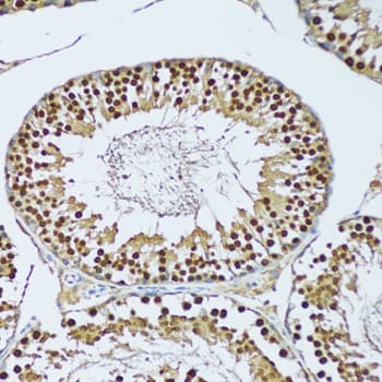 Polyclonal Rabbit anti-Human NOL3 / ARC Antibody (IHC, IF, WB)