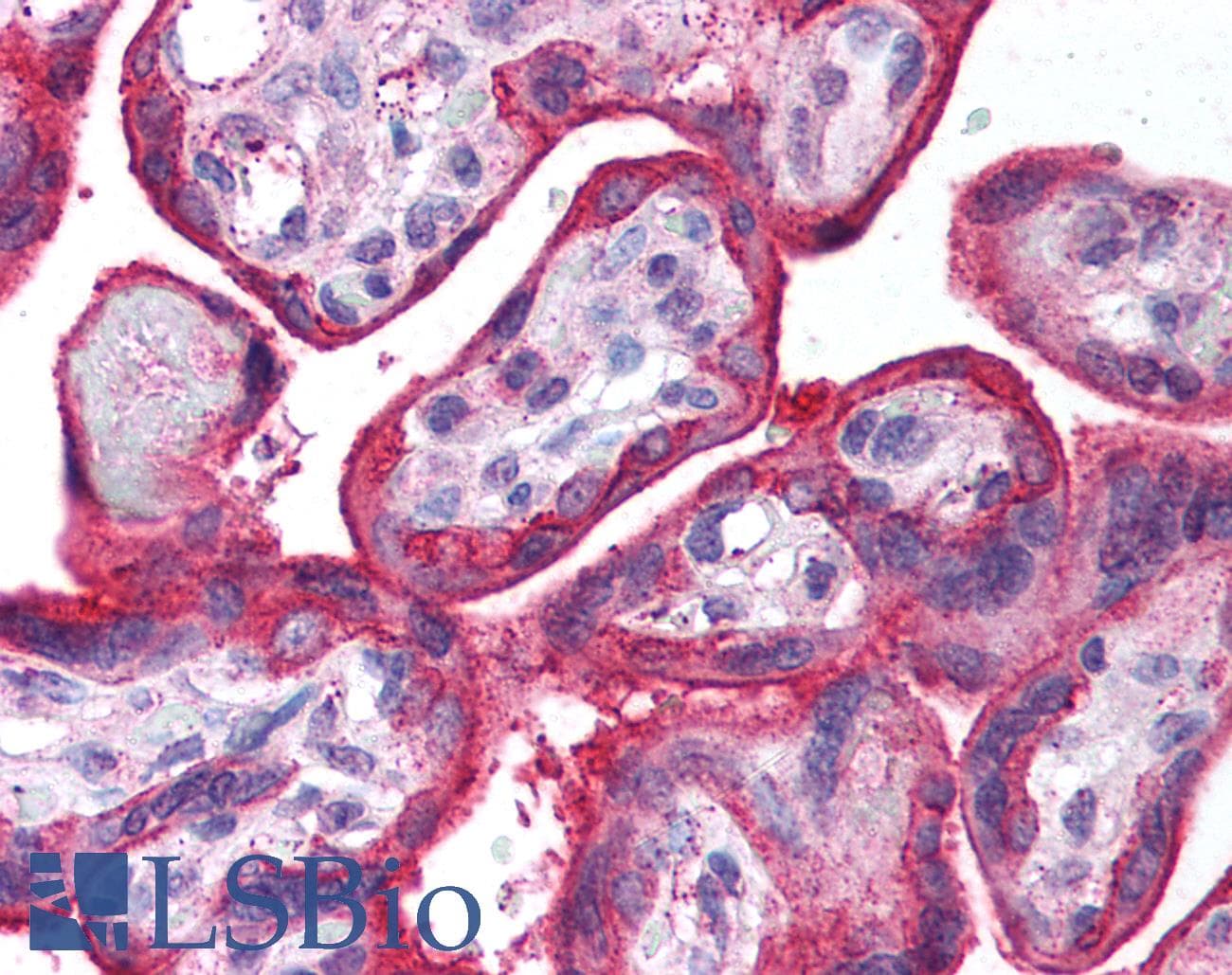 IHC-plus™ EGFR Antibody