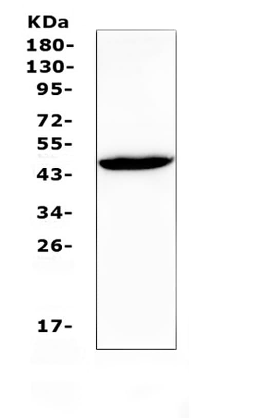 Polyclonal Rabbit anti-Human GJC1 / CX45 / Connexin 45 Antibody (IHC, WB)