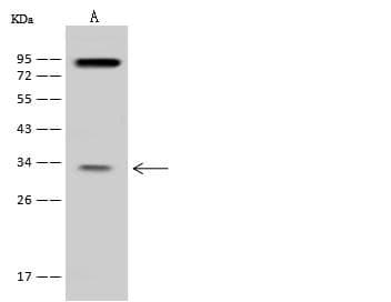 XRCC2 Antibody