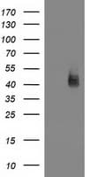 MSI1 / Musashi 1 Antibody (clone OTI2E9, Carrier-free)
