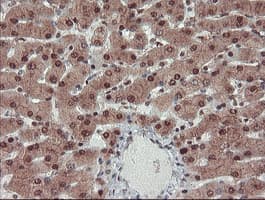 TRAIP / TRIP Antibody (aa67-313, clone OTI2D4, Carrier-free)
