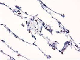NLN / Neurolysin Antibody (clone OTI3A12)