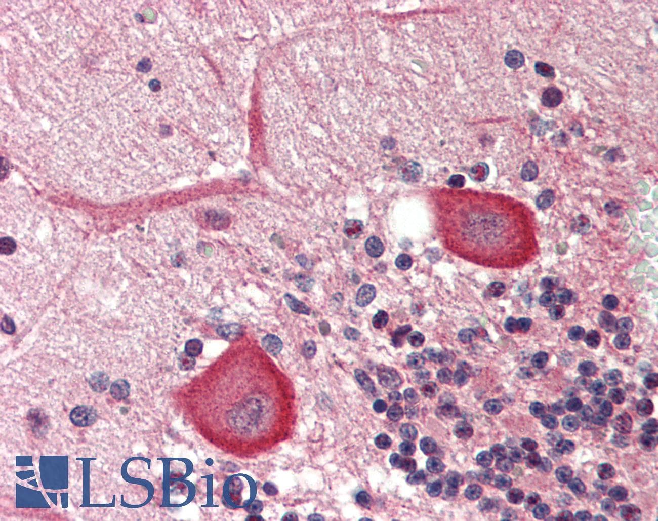 IHC-plus™ BMF Antibody