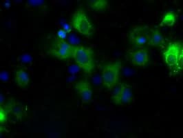 CYP1A2 Antibody (clone OTI6E2, Carrier-free)