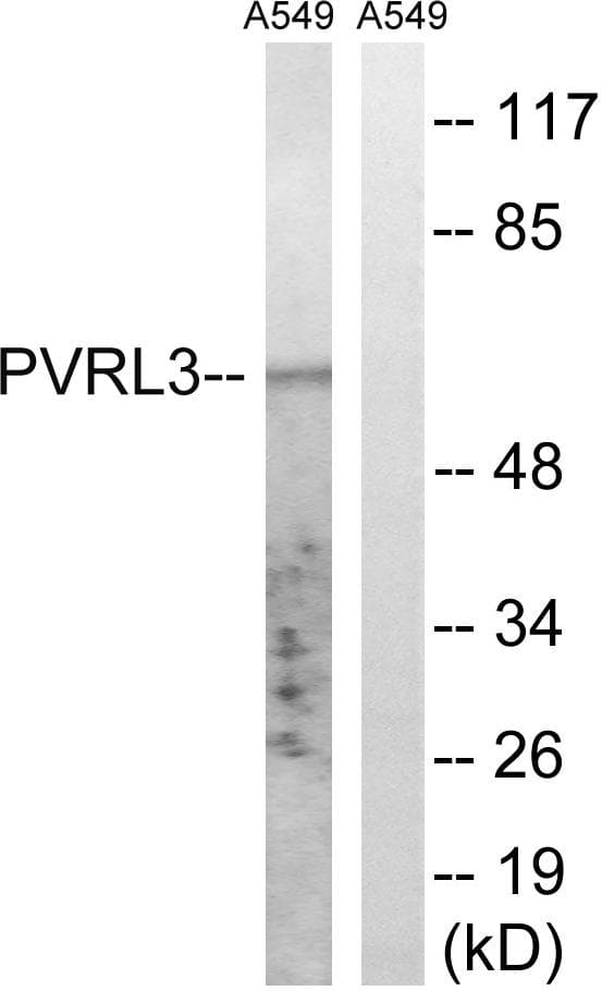 PVRL3 / Nectin-3 Antibody