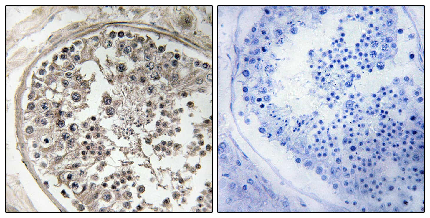 MRPS5 Antibody (aa367-416)