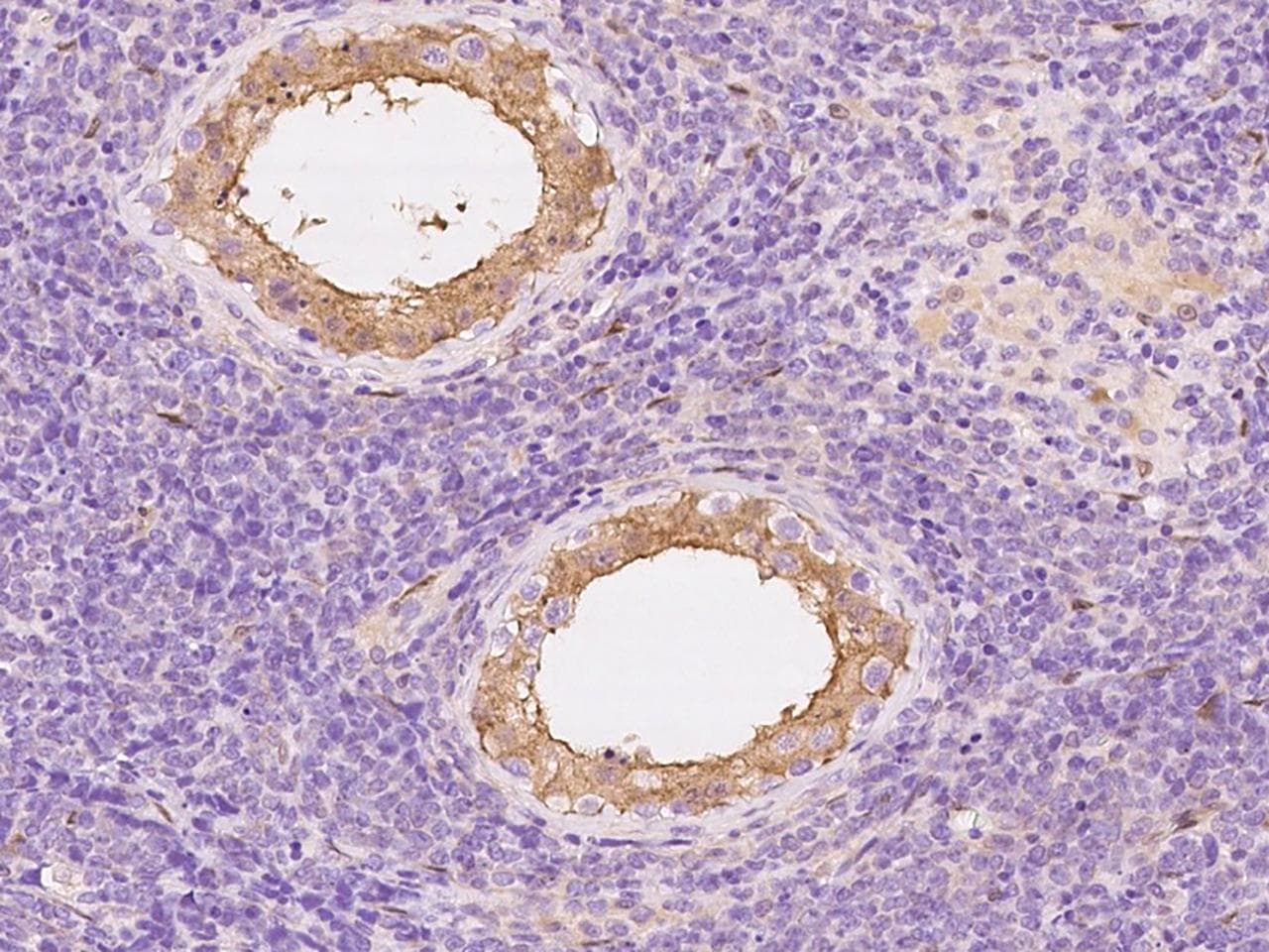 SEC14L1 Antibody