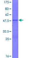 Human FAM180A Protein (Recombinant GST)