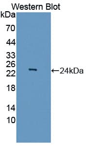 ASCL1 / MASH1 Antibody (aa84-236)
