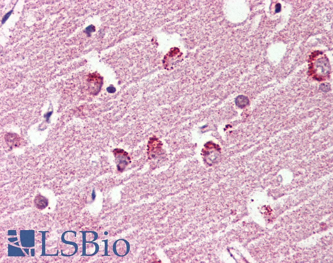 IHC-plus™ GPR119 Antibody (Cytoplasmic Domain)
