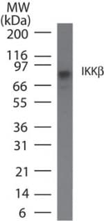 IKBKB / IKK2 / IKK Beta Antibody (clone 10A9B6)