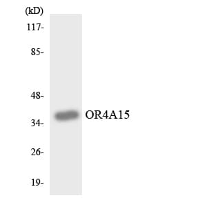 OR4A15 Antibody (aa247-296)