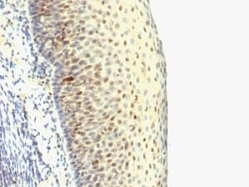 Proliferation Marker IPO-38 Antibody (clone SPM515, Azide-free, BSA-free)