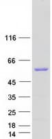 Human DMTN / Dematin Protein (Recombinant Myc-DDK (Flag))