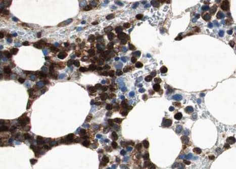 NCF1 / p47phox / p47 phox Antibody
