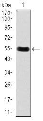 DKK3 Antibody (Amino Acid: 91-350, clone 8A5C6)