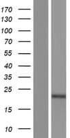 SIRPD Protein (Over-Expression Lysate Myc-DDK (Flag))