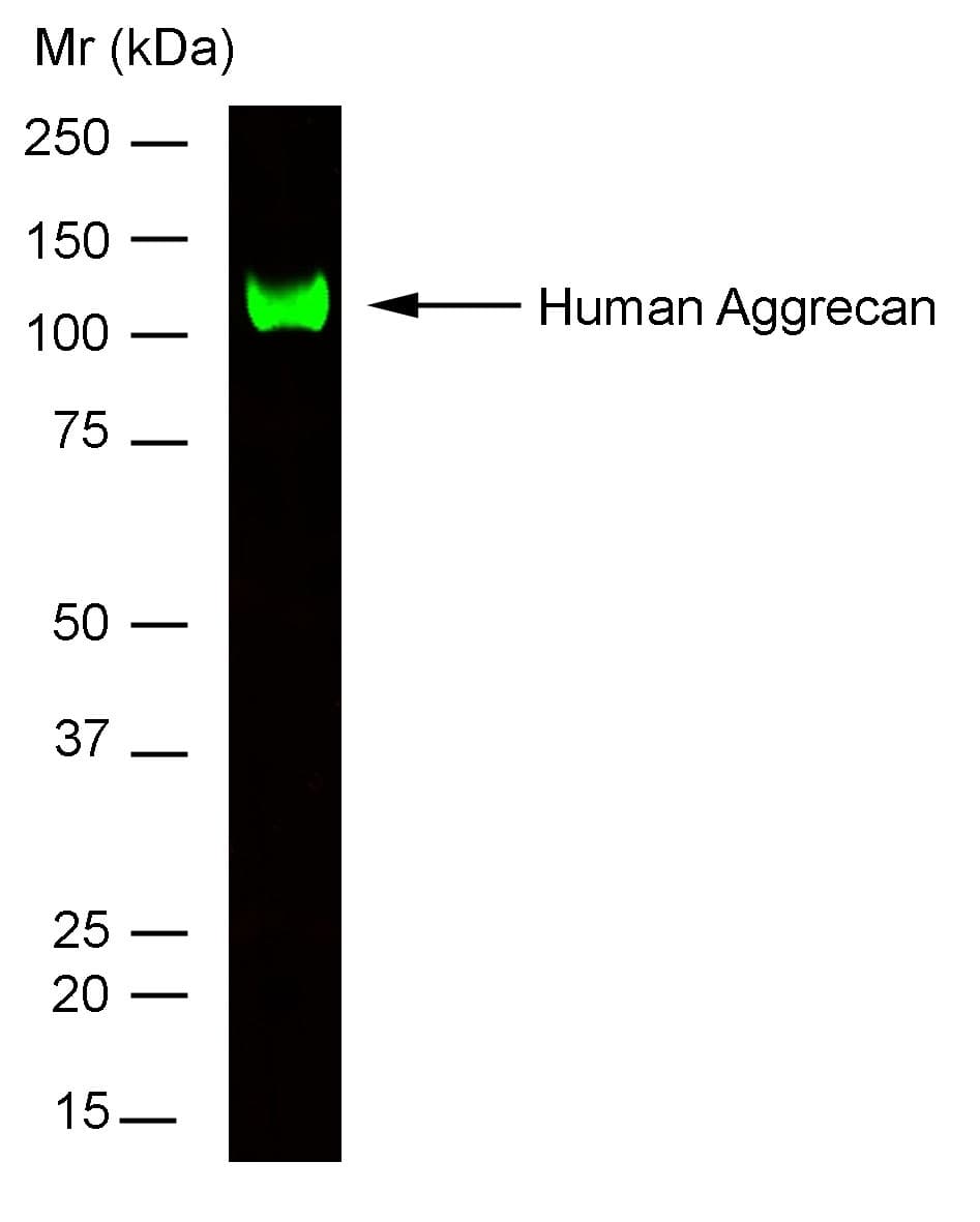 Monoclonal Mouse anti-Human ACAN / Aggrecan Antibody (clone 7D4, IHC, WB)