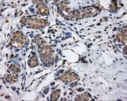 LIPG / Endothelial Lipase Antibody (clone OTI1D9, Carrier-free)