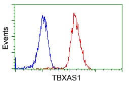 TS / Thromboxane Synthase Antibody (clone OTI2C1)