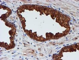 IHC-plus™ CST3 / Cystatin C Antibody (clone 2C8)